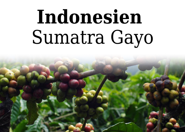 Råkaffe, Sumatra Gayo FTO, 1 kg